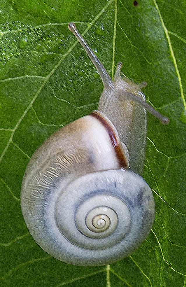 Mollusco da ID